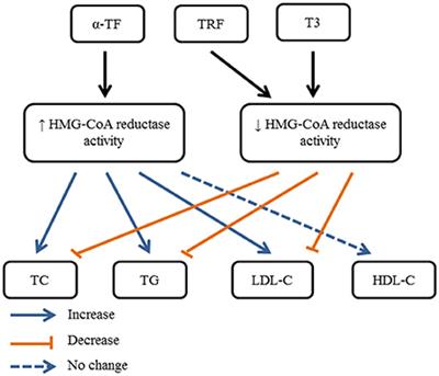 Vitamin E As a Potential Interventional Treatment for Metabolic Syndrome: Evidence from Animal and Human Studies